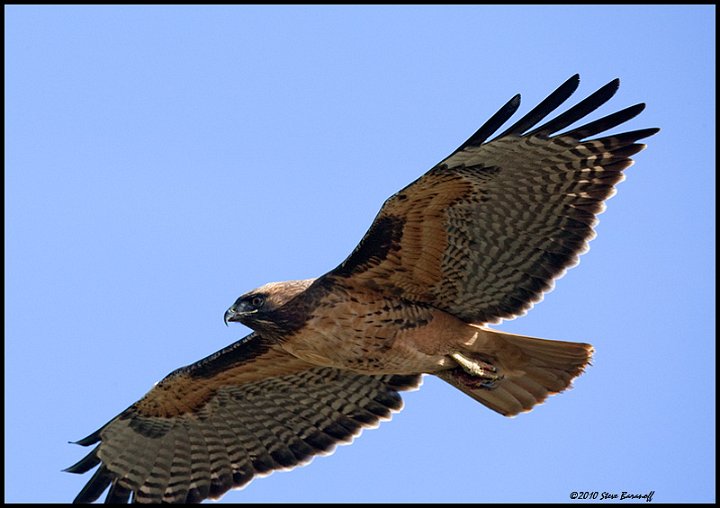 _0SB0675 red-tailed hawk.jpg